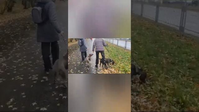 Амстаффы/Встреча однопометных брата и сестры/Бу и Шакира. смотреть онлайн