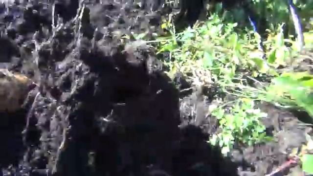 Посадка картошки с окучивание Выращивание по технологии Солнца Картошка - отличный урожай смотреть онлайн