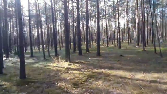 Экотропа "Лесные дали" в Лужском районе и карьер в Шалово смотреть онлайн