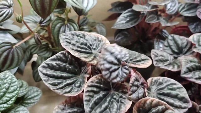 Пеперомии. Нюансы размножения. #пеперомии #размножениепеперомии #комнатныерастения смотреть онлайн