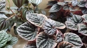 Пеперомии. Нюансы размножения. #пеперомии #размножениепеперомии #комнатныерастения