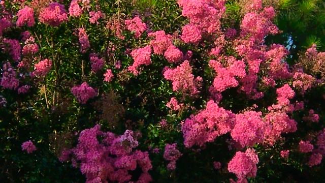 The Beautiful Flowers Outside,myrtle Flowers