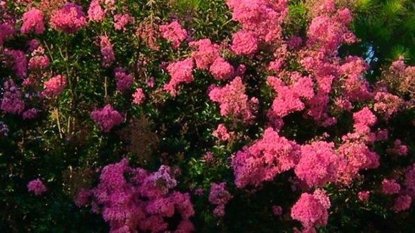 The beautiful flowers outside,myrtle flowers
