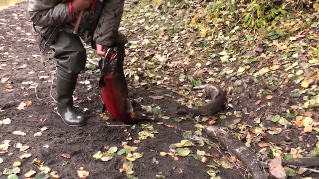 Лангери смотреть онлайн