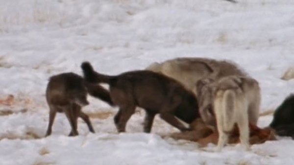 Самая большая стая волков в мире! Друиды – потомки канадских волков.