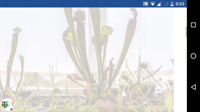 Avito венерина мухоловка смотреть онлайн