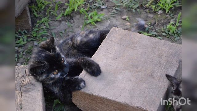 Фото животных - кошек и собак! Созданное в приложении InShot! смотреть онлайн