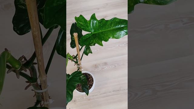 филодендрон лайм фидл/Голден драгон вариегатны/камуфляж смотреть онлайн