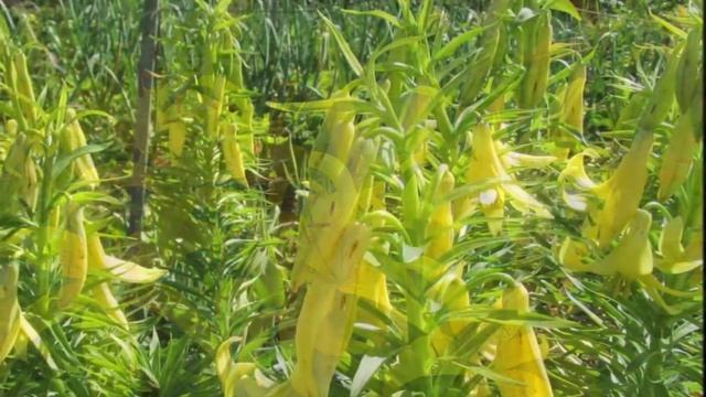 Чарующий мир лилий. Красивые цветы и музыка. смотреть онлайн