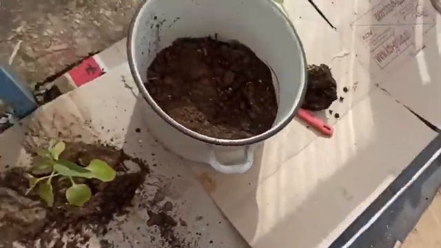 Посадка перца и гороха. смотреть онлайн