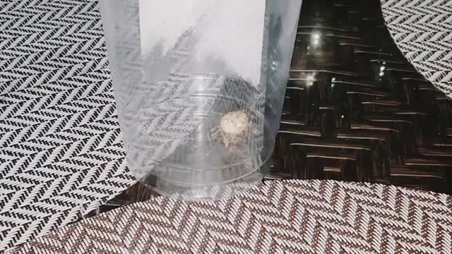 ОТПРАВИТЬ ПАУКА ЗА УДАЧЕЙ. ДЛЯ ВСЕХ. ВЕДЬМИНА ИЗБА ▶️ ИНГА ХОСРОЕВА смотреть онлайн