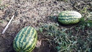 Арбузы «Каролина Крос» на подвое, без «химии» и «минералки» 10.09.2022г