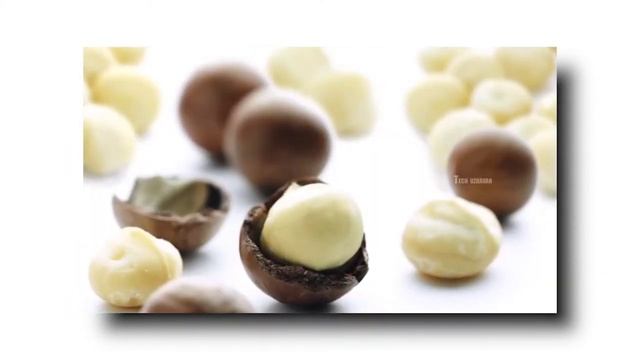 உலகின்   NO 1 மக்கடமியா நட் | Macadamia Nut Cultivation Tamilnadu | Evergreen Plantation