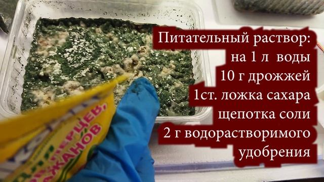 Триходерма в подарок. Что с ней делать? Как размножить триходерму?
