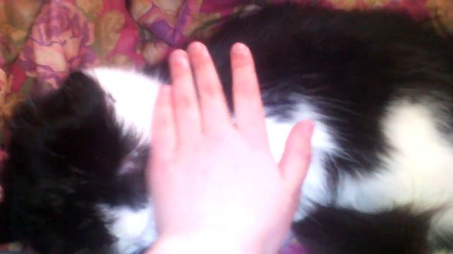 Как узнать беременна ли ваша кошка или нет смотреть онлайн