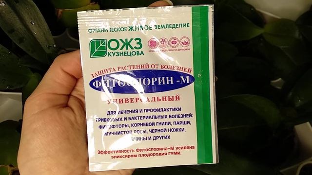 ФИТОСПОРИН! Полив орхидей! Осенний уход орхидеи! Подготовка цветения! Мой способ готовить раствор.. смотреть онлайн
