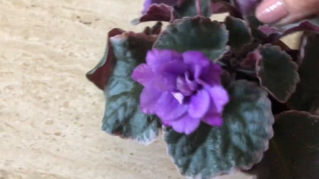 ФИАЛКИ. Что цветёт на моих полках в августе. AFRICAN VIOLETS Blooming in August. Types review. смотреть онлайн