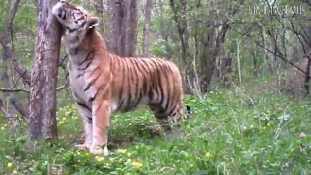 Амурский тигр: Могучий хозяин Тайги | Интересные факты про тигров смотреть онлайн