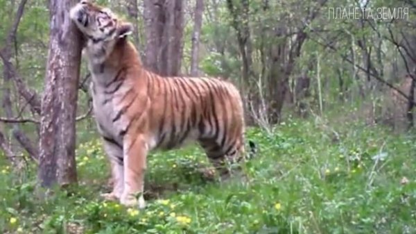Амурский тигр: Могучий хозяин Тайги | Интересные факты про тигров