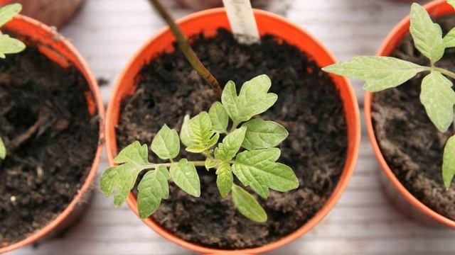 СтройКосмос