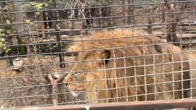 Неужели это ЛЕГЕНДА И СИМБА ? / зоопарк Сказка