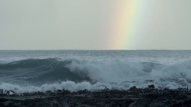 Тихий океан жизнь в глубинах океана