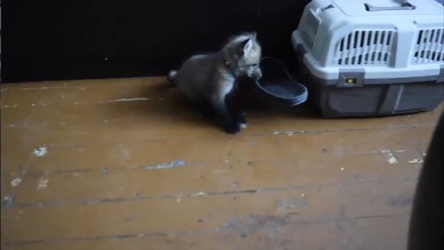 Домашний лисенок смотреть онлайн