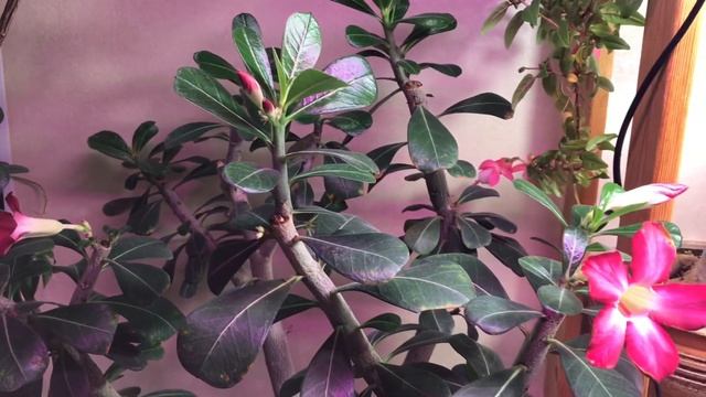 Моя оранжерея в квартире смотреть онлайн