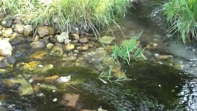 Сборы Русский Стиль г Тверь Самооборона и Отдых ( рыбалка, грибы, ягоды) смотреть онлайн