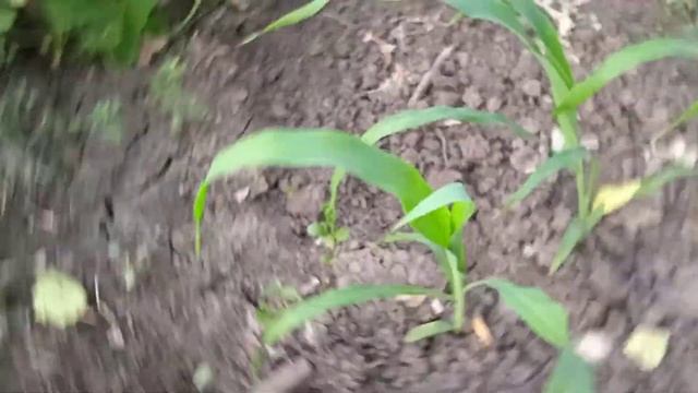 огород))) тыква))) навес смотреть онлайн