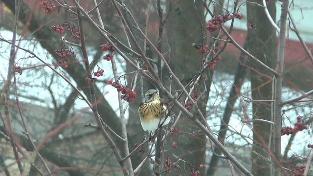 Дрозд-рябинник. (Turdus pilaris) смотреть онлайн