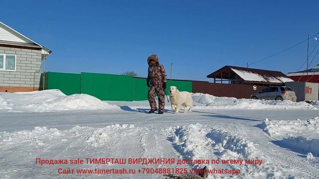продажа sale Тимерташ Вирджиния (недорого) контактная, +79048881825 viber whatsapp www.timertash.ru смотреть онлайн