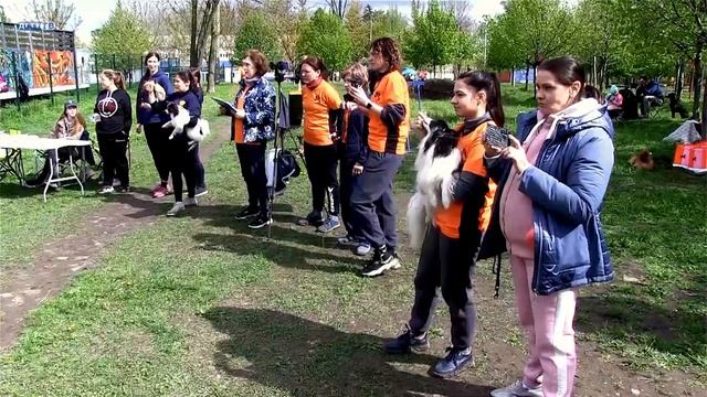 Соревнования по аджилити в ДГТУ смотреть онлайн