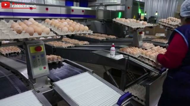 Egg production. Производство яиц на сельхозпроизводстве "Партизан" в Крыму смотреть онлайн