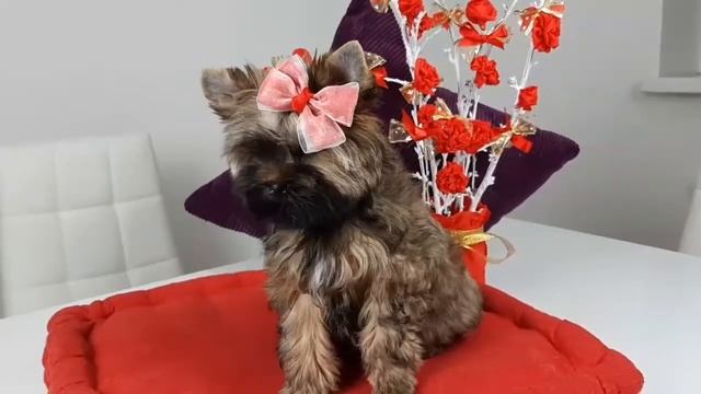 Йорк, Цветные Йорк 3м, Купить йорка, питомник Йорков Снежное Королевство, видео о йорках, смотреть онлайн