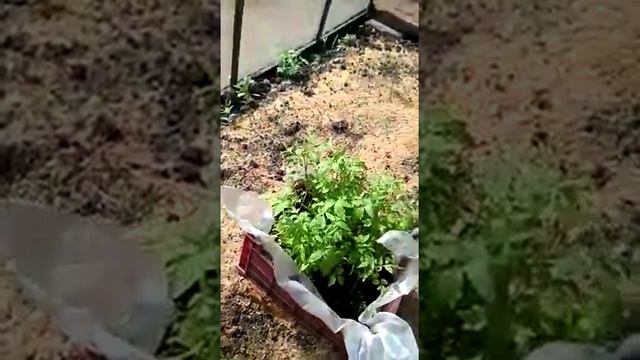 Испытание нанокремния "Комплекс минералов "СИЛА КРЕМНИЯ" в личном хозяйстве смотреть онлайн