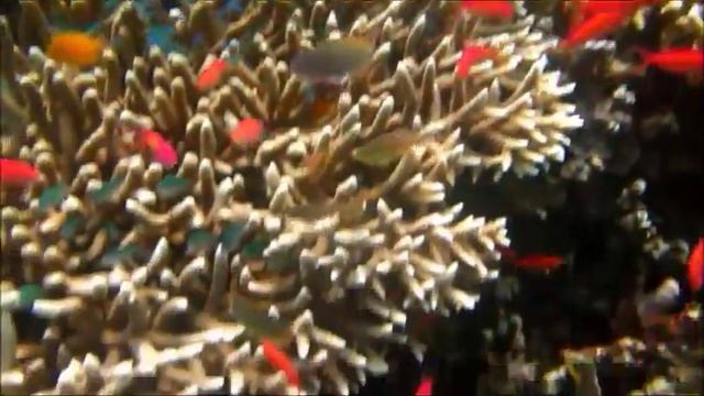 Menjangan Island & Ijen Crater - Wonderful Indonesia смотреть онлайн