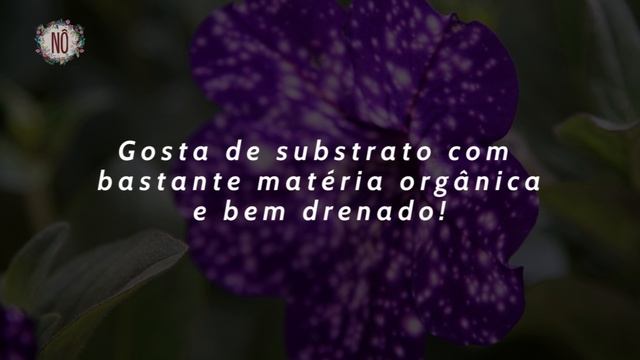 ? Deslumbrante! Petúnia Night Sky - DICAS DE CULTIVO | Nô Figueiredo смотреть онлайн