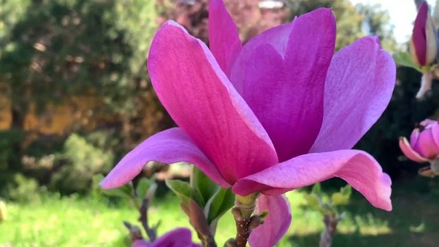 ЖИЗНЬ в ГЛУХОЙ ДЕРЕВНЕ. БЕЛАРУСЬ. МАГНОЛИЯ КЛЕОПАТРА , ДАФНИ и звездчатая Royal Star смотреть онлайн