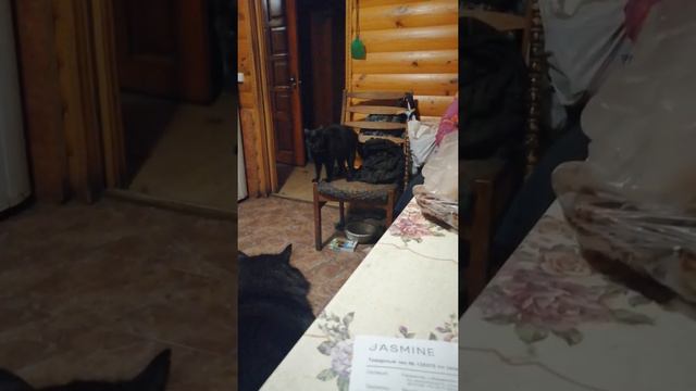 Кошка угрожает коту смотреть онлайн
