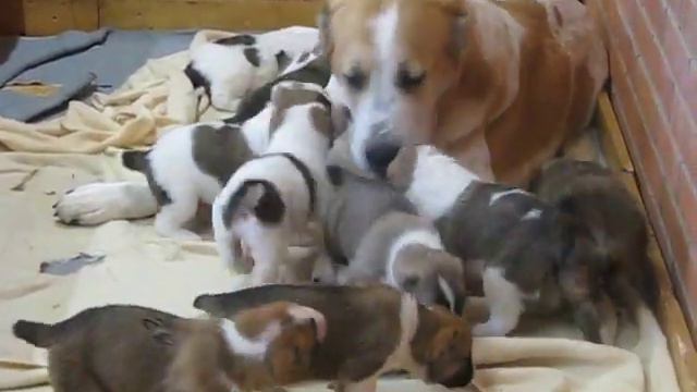 Alabay puppies from "Azijos Magija" смотреть онлайн