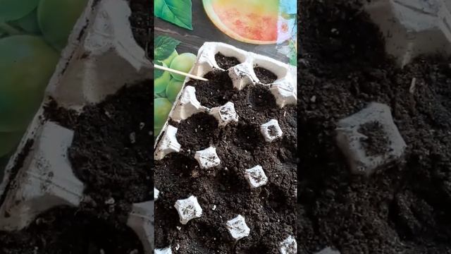 МОРКОВКА в Лотке! Как вырастить большую морковку без проращивания??? смотреть онлайн