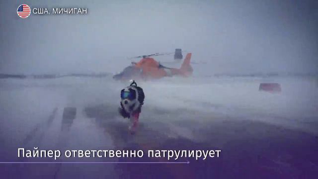 Собачья служба: в аэропорту Мичигана работает бордер-колли смотреть онлайн