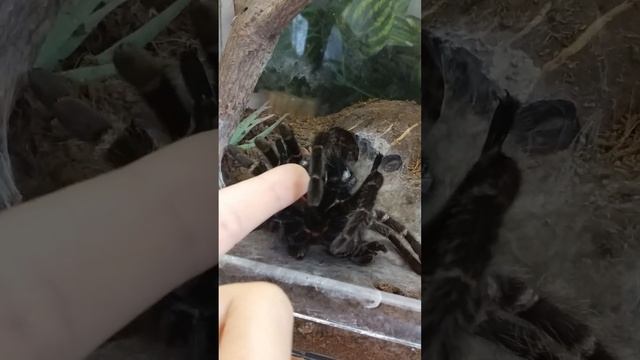 как линяет паук-птицеед смотреть онлайн