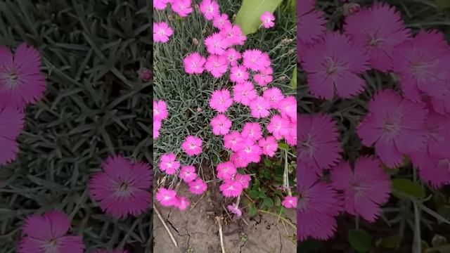 Гвоздика альпийская | Dianthus alpinus смотреть онлайн