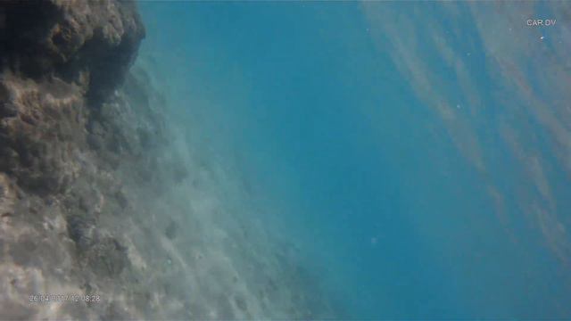 Рыба хирург Красное море смотреть онлайн
