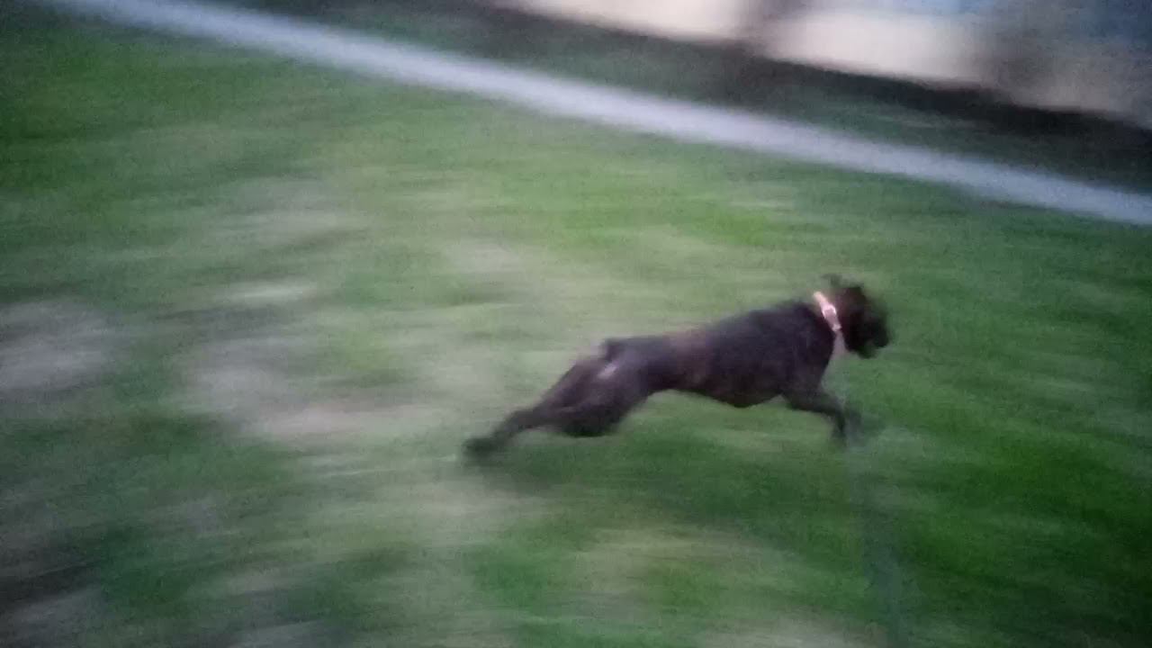 Вечерняя пробежка боксера / Boxer's Evening Run