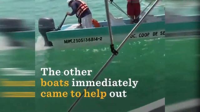 NEW!! 2017 Дельфин прыгнул в лодку и люди его уби..... смотреть онлайн