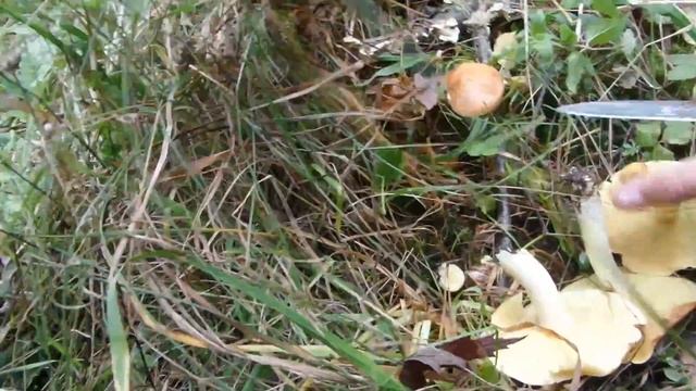 i Сосновый лес грибы маслята Pine forest mushrooms boletus 20201019 смотреть онлайн