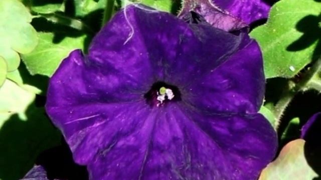 Радуга цветов. Часть 5. Вальс цветов смотреть онлайн